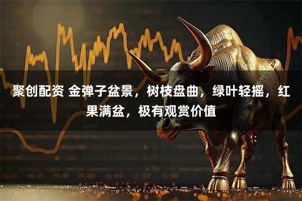 聚创配资 金弹子盆景，树枝盘曲，绿叶轻摇，红果满盆，极有观赏价值